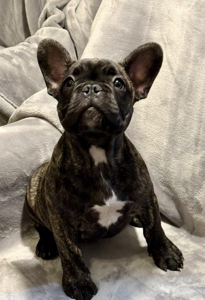Cute frenchies image 1