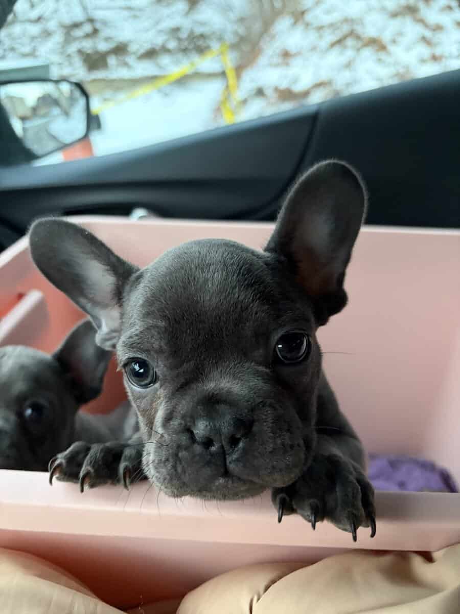 French Bulldog Puppy image 3