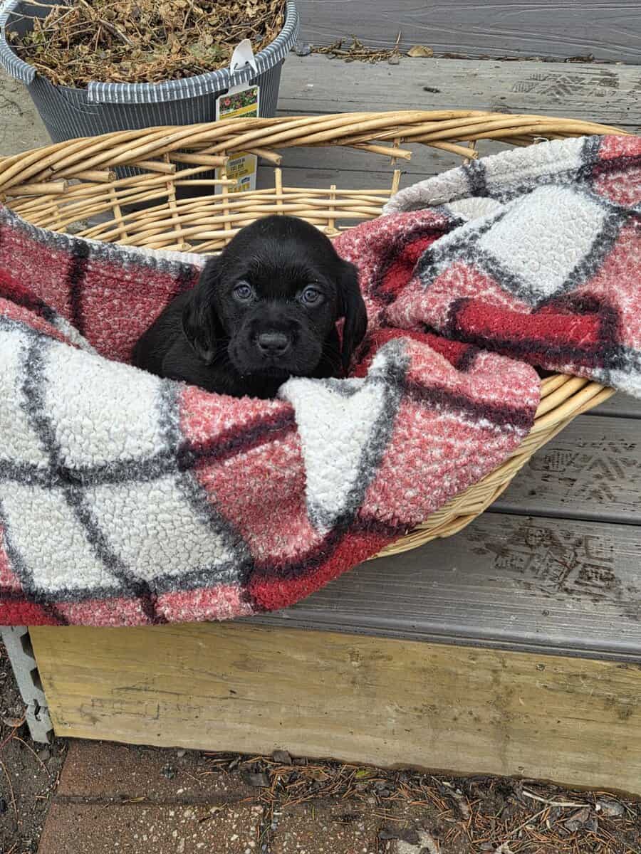 Labrador/Cocker Spaniel Puppies image 5
