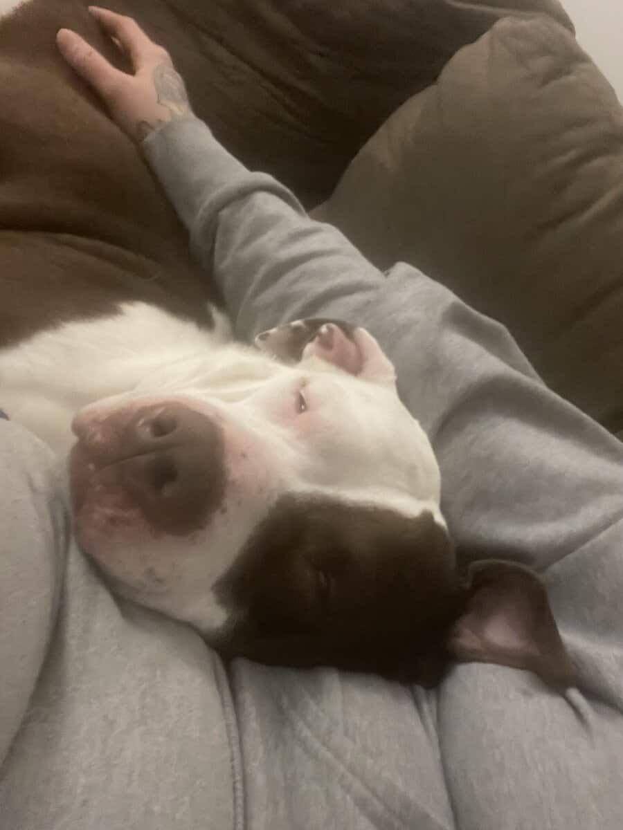 Looking to rehome 4 year old female 💔 image 1