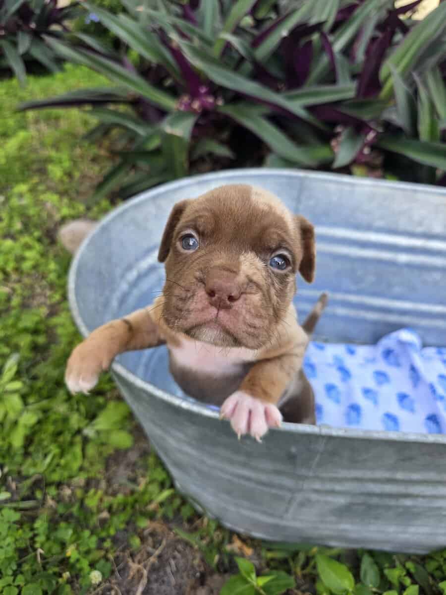 Bully puppies image 6