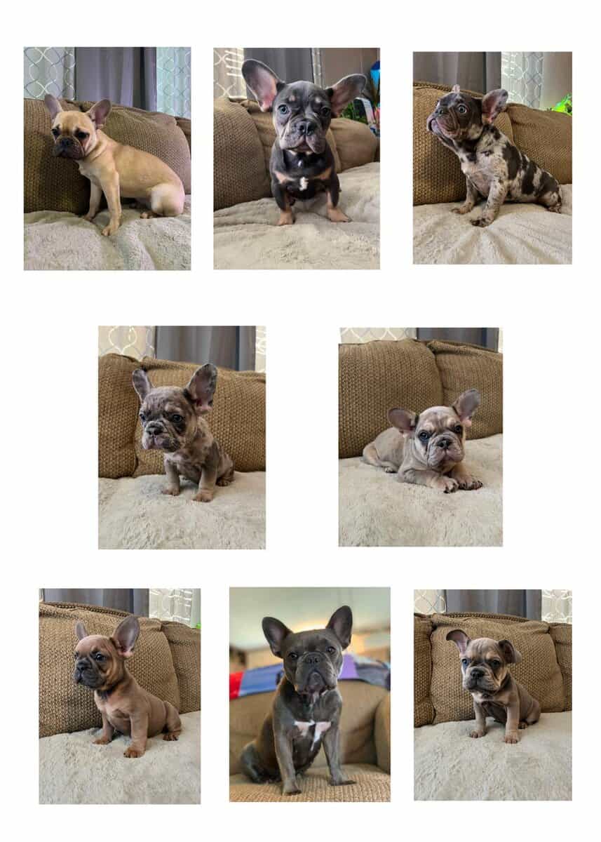 FRENCHIES! Several to choose from! image 3