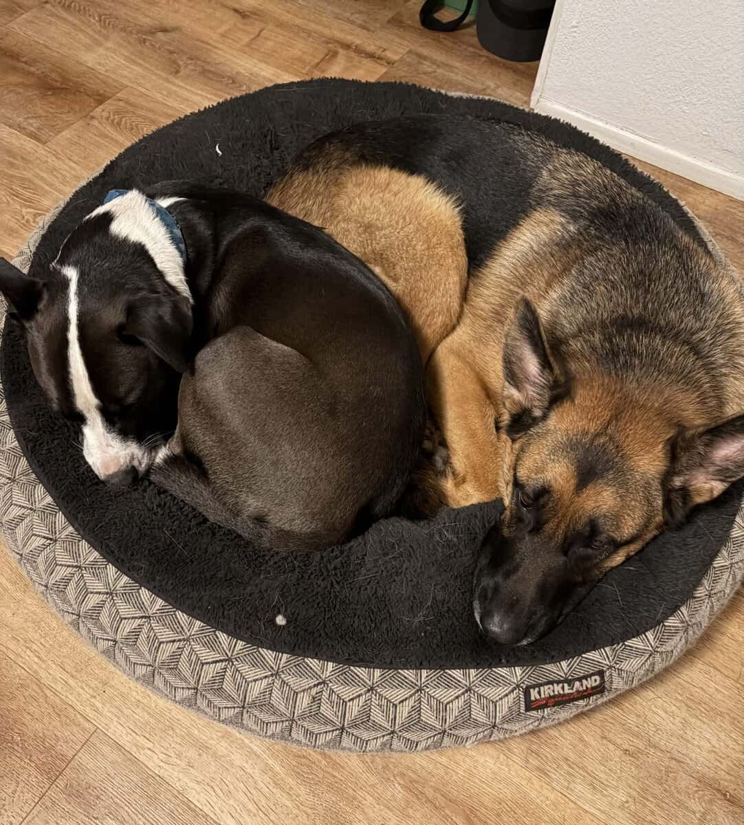 German Shepard and Border Collie Mix image 7