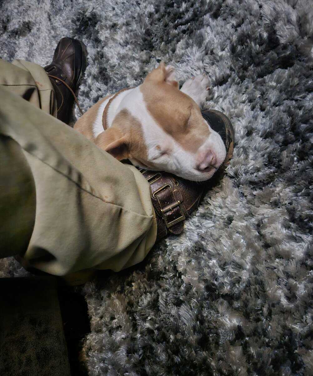 Beautiful RedNose Pitbull Female 3 weeks old for s image 4