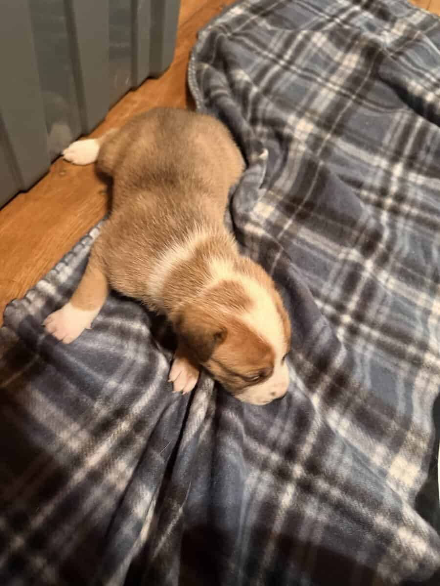 Female Puppies image 5