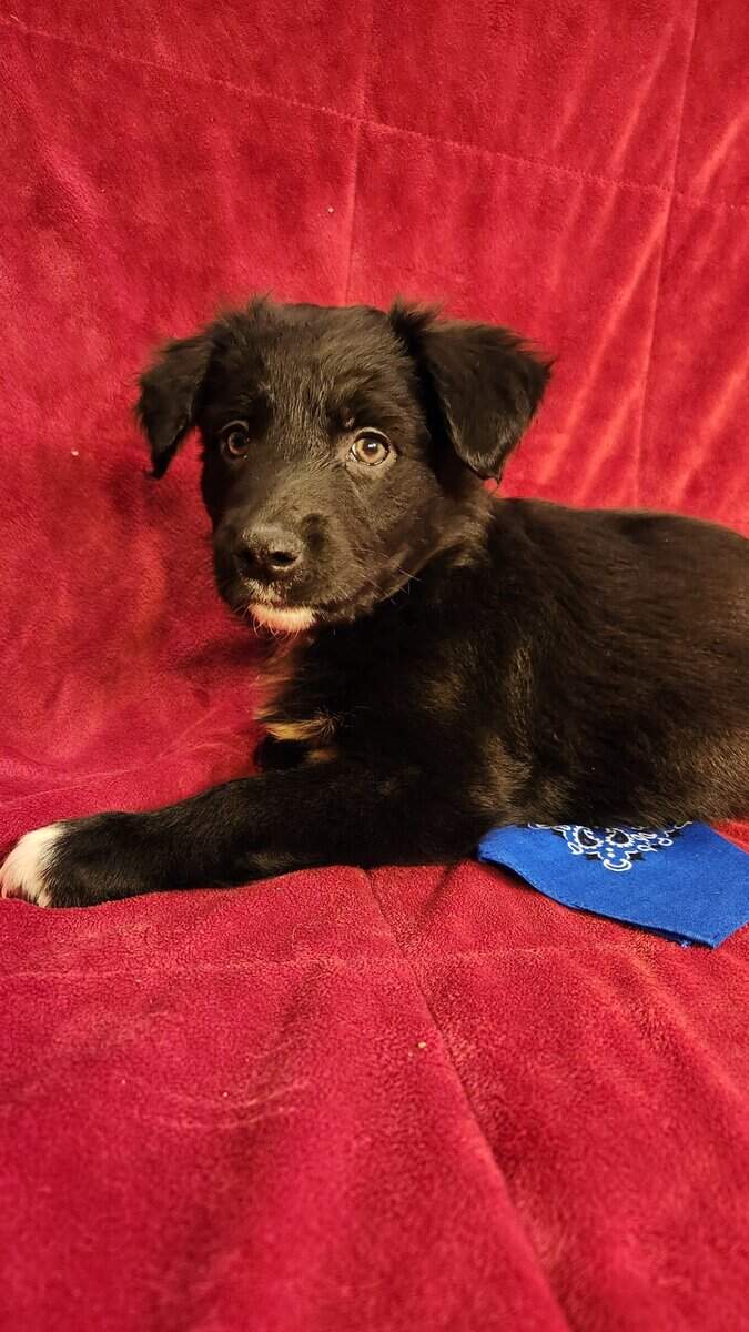 Aussie/ Collie image 8