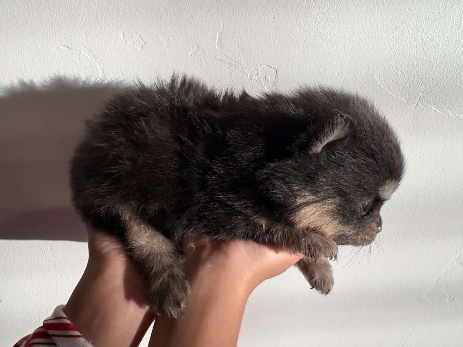 Pomeranian pups image 9