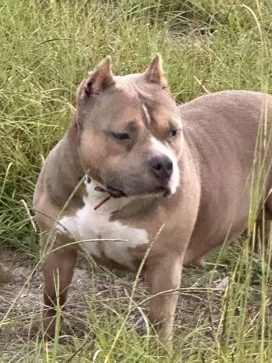 American bully female image 5
