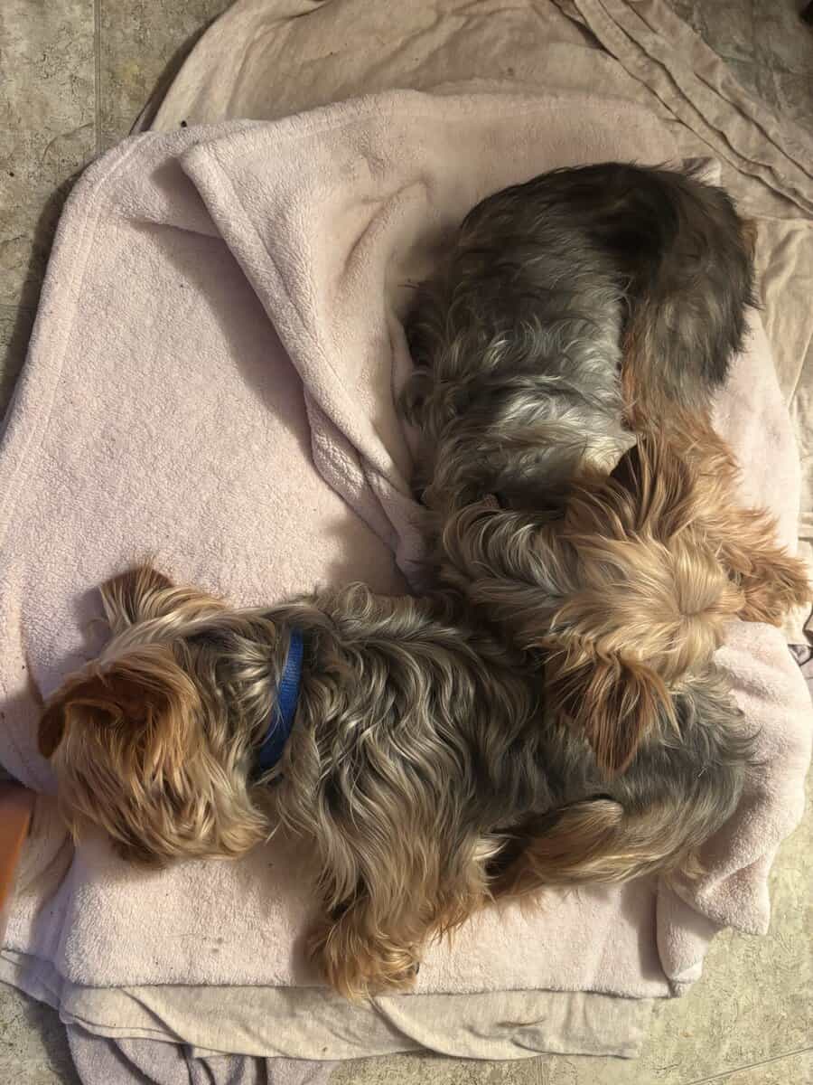 Amazing Bonded Yorkie brother image 2