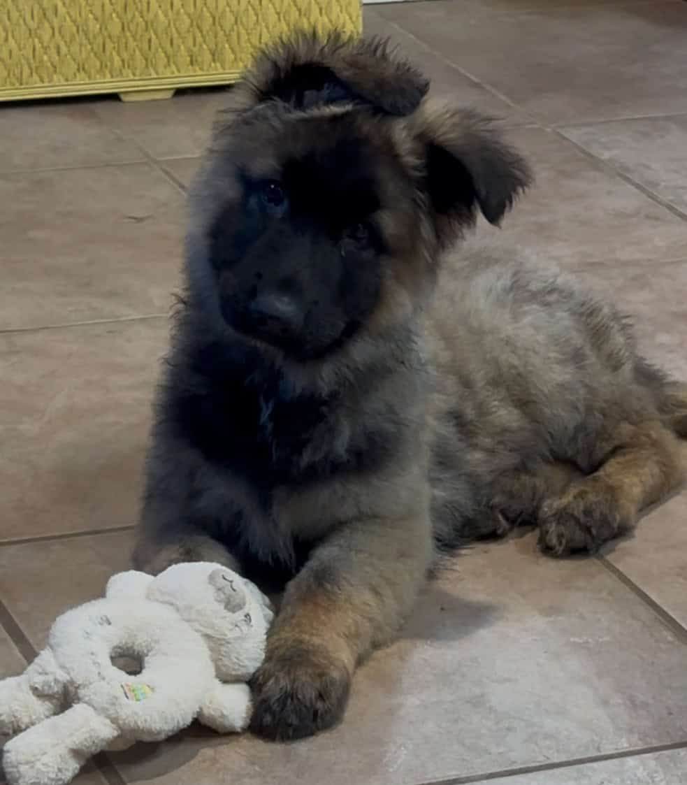 12 Week old AKC Reg German Shepherd Puppies image 2