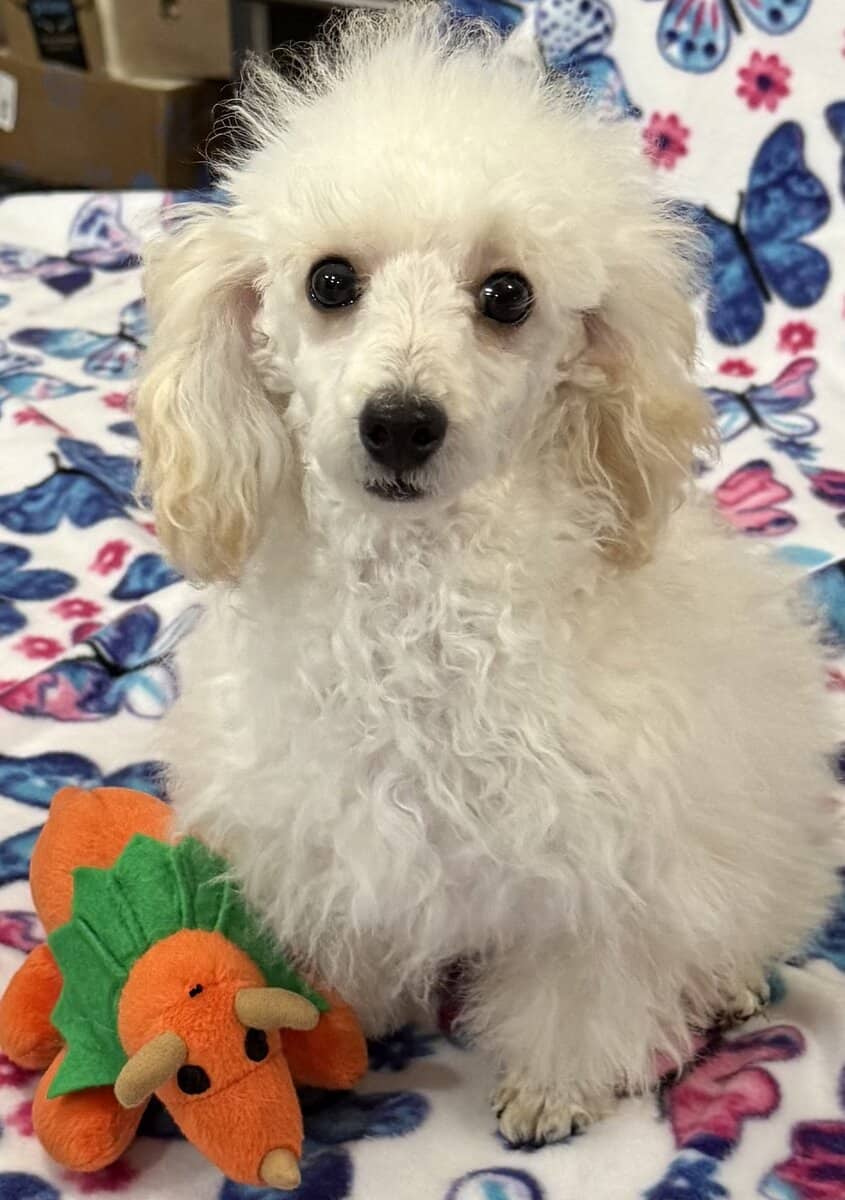 Toy poodle image 1