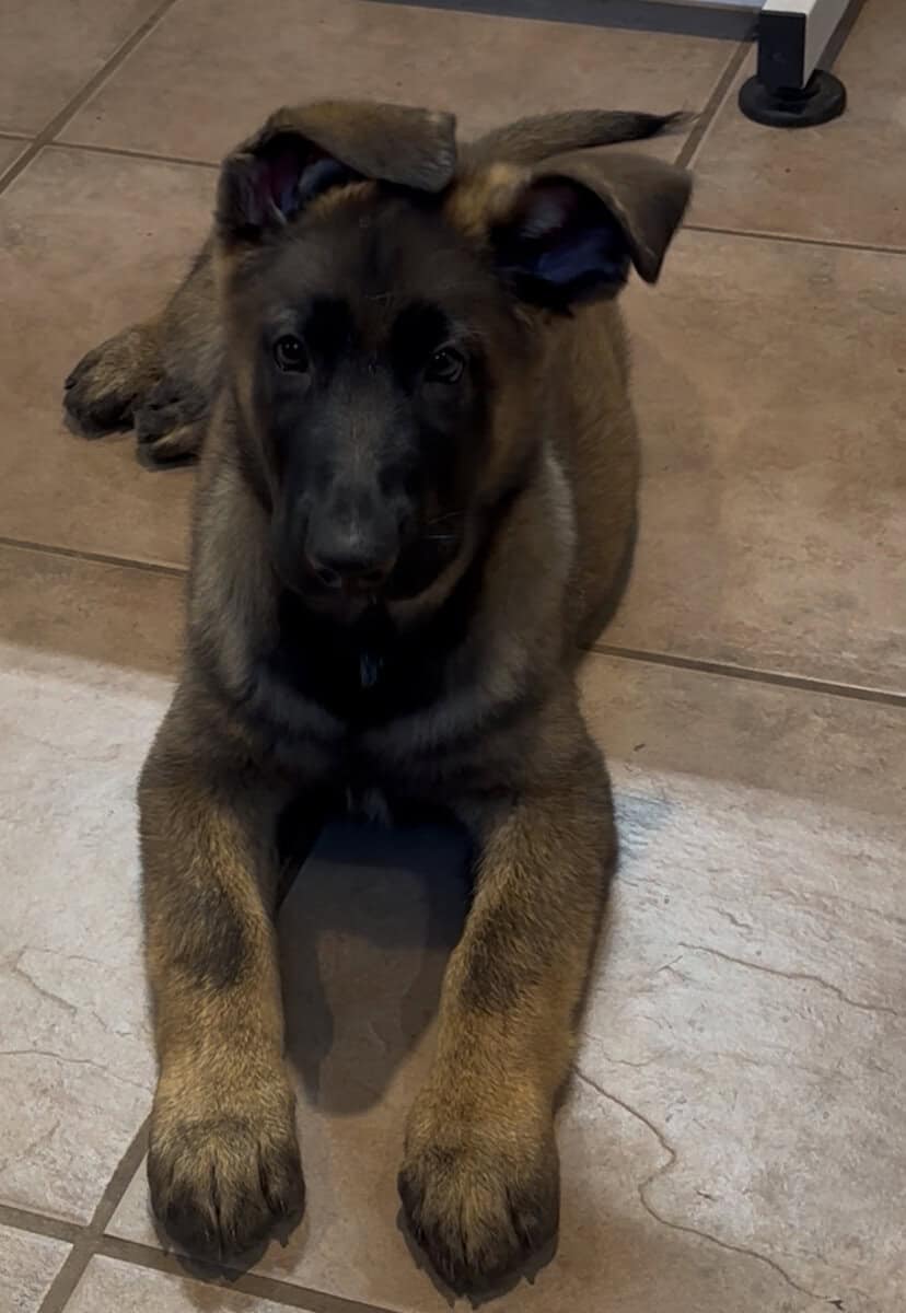 12 Week old AKC Reg German Shepherd Puppies image 3