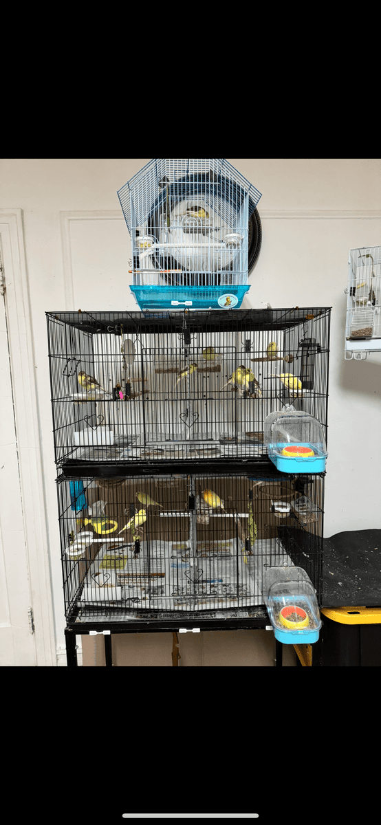 Canaries image 2