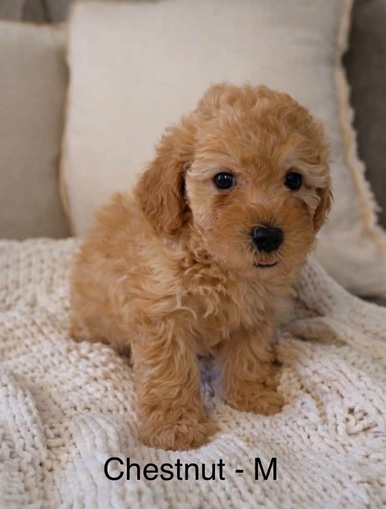 Miniature F2B Goldendoodles image 4