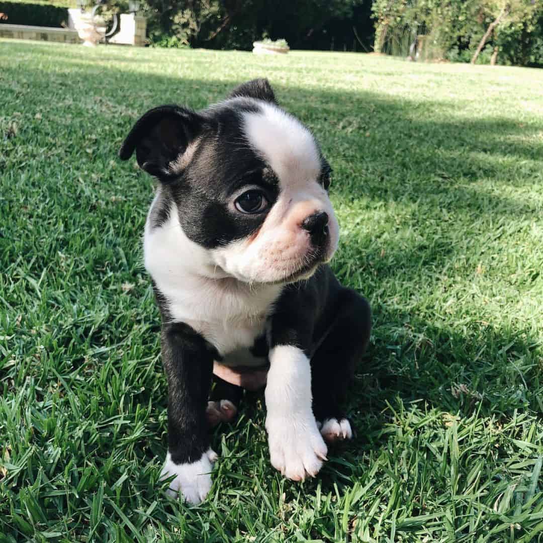 Healthy Boston puppies for adoption image 2