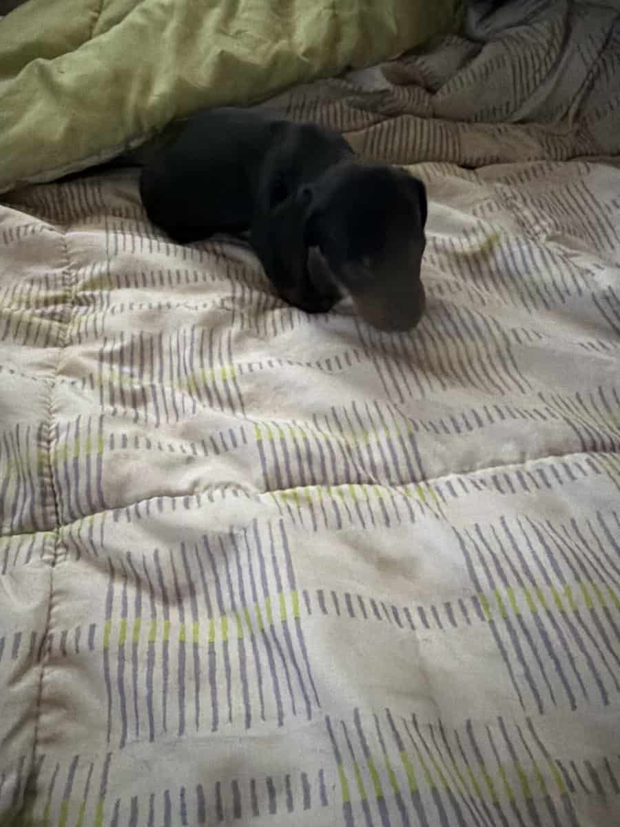 Daschund puppies image 7