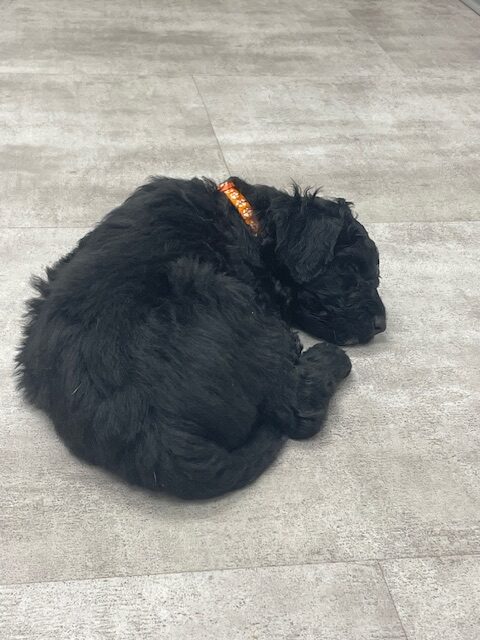 Doodle puppies ready for furever homes. image 13