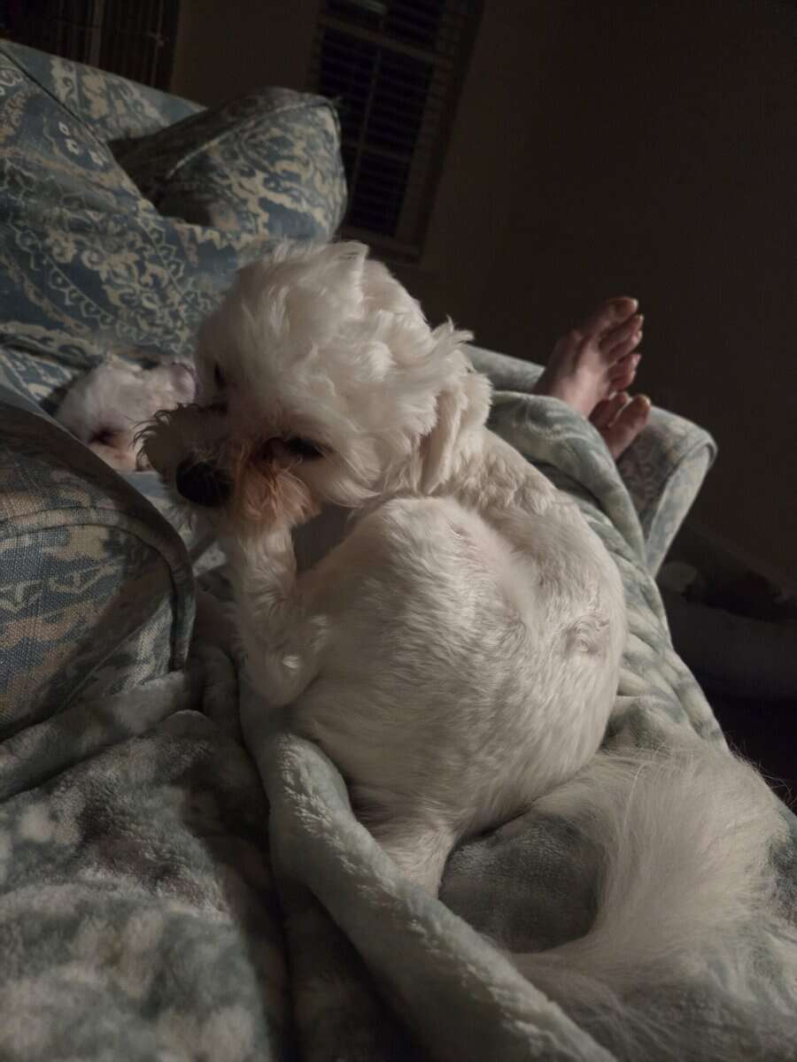 Maltese Purebred Puppies image 11