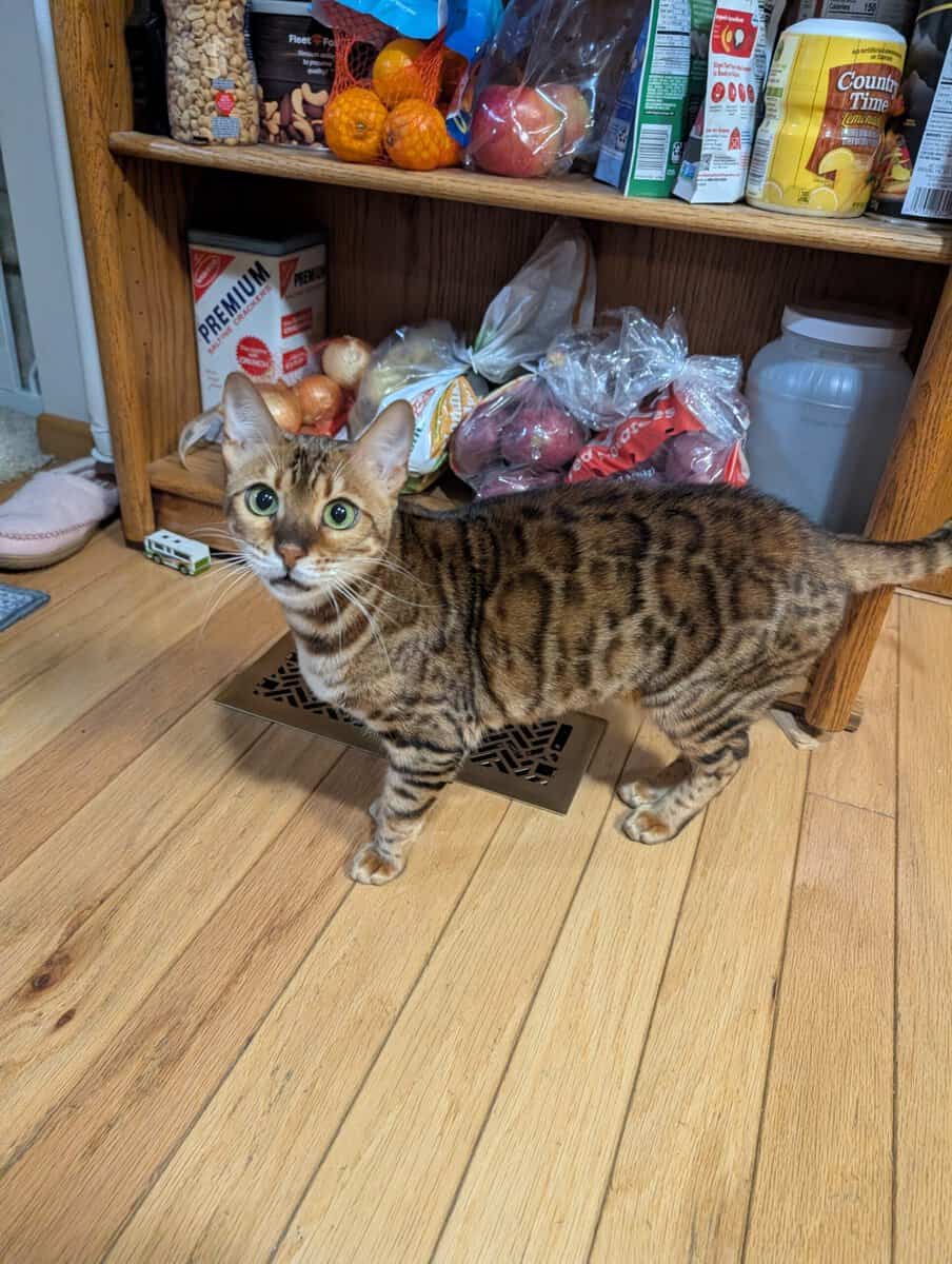 adult bengal image 1