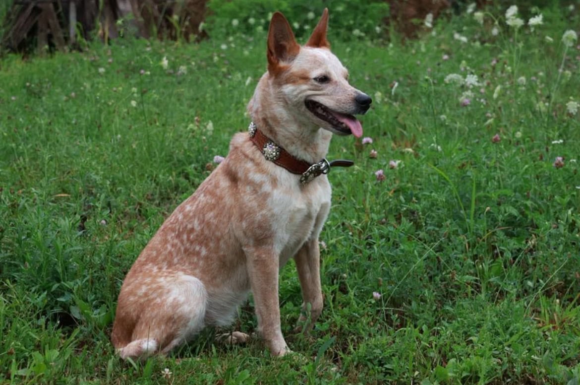 Cowboy Corgi Puppies Due February 23 image 3