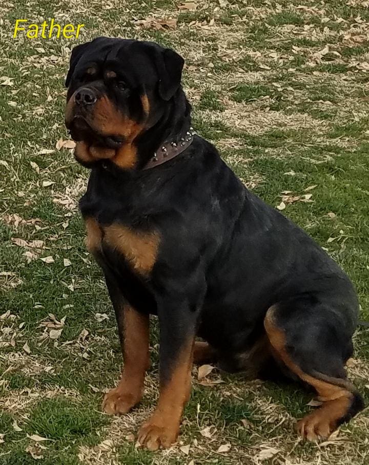 rottweiler puppies image 2