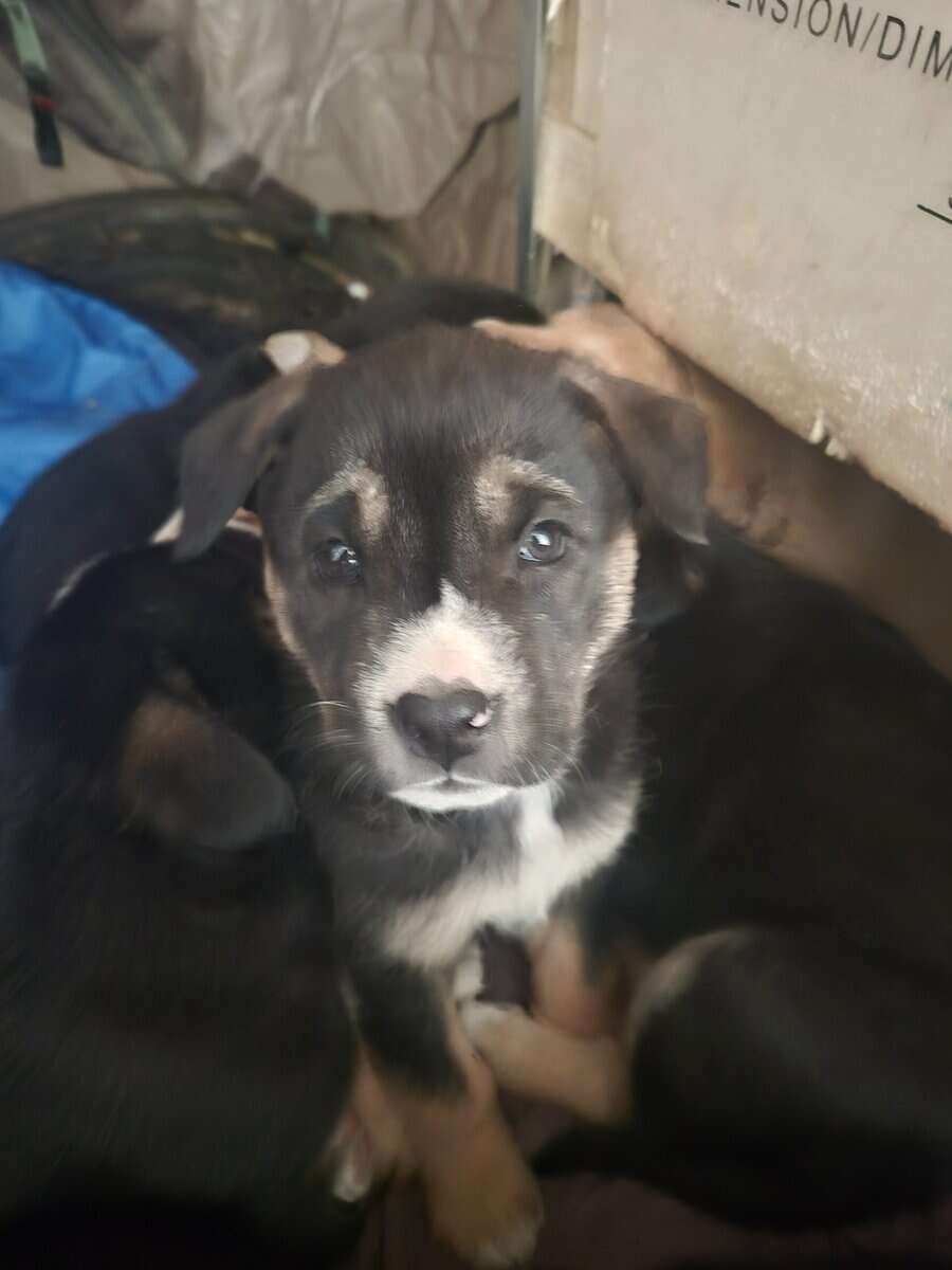 Blue Heeler Mom and German Shepherd Dad puppies image 12