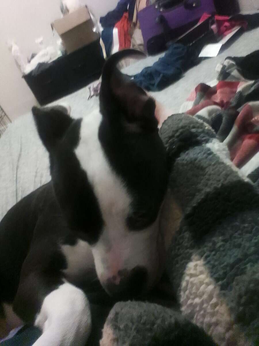American pitbull for sale image 2