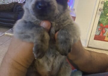 Australian Caddle pups for sale