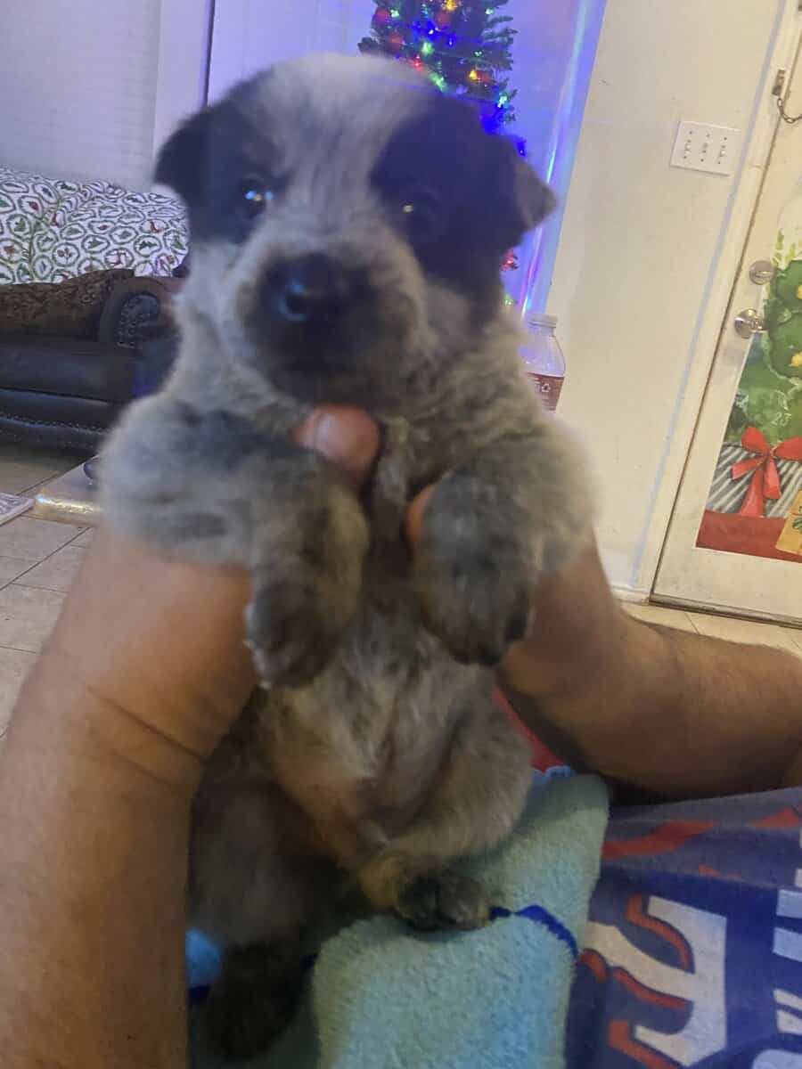 Australian Caddle pups for sale image 1