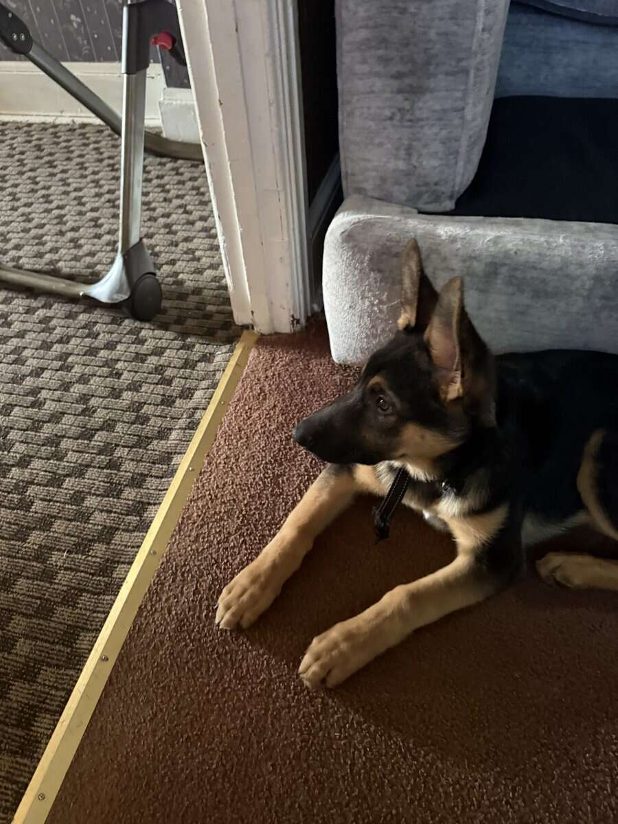 4 month old German shepherd puppy. Male image 2