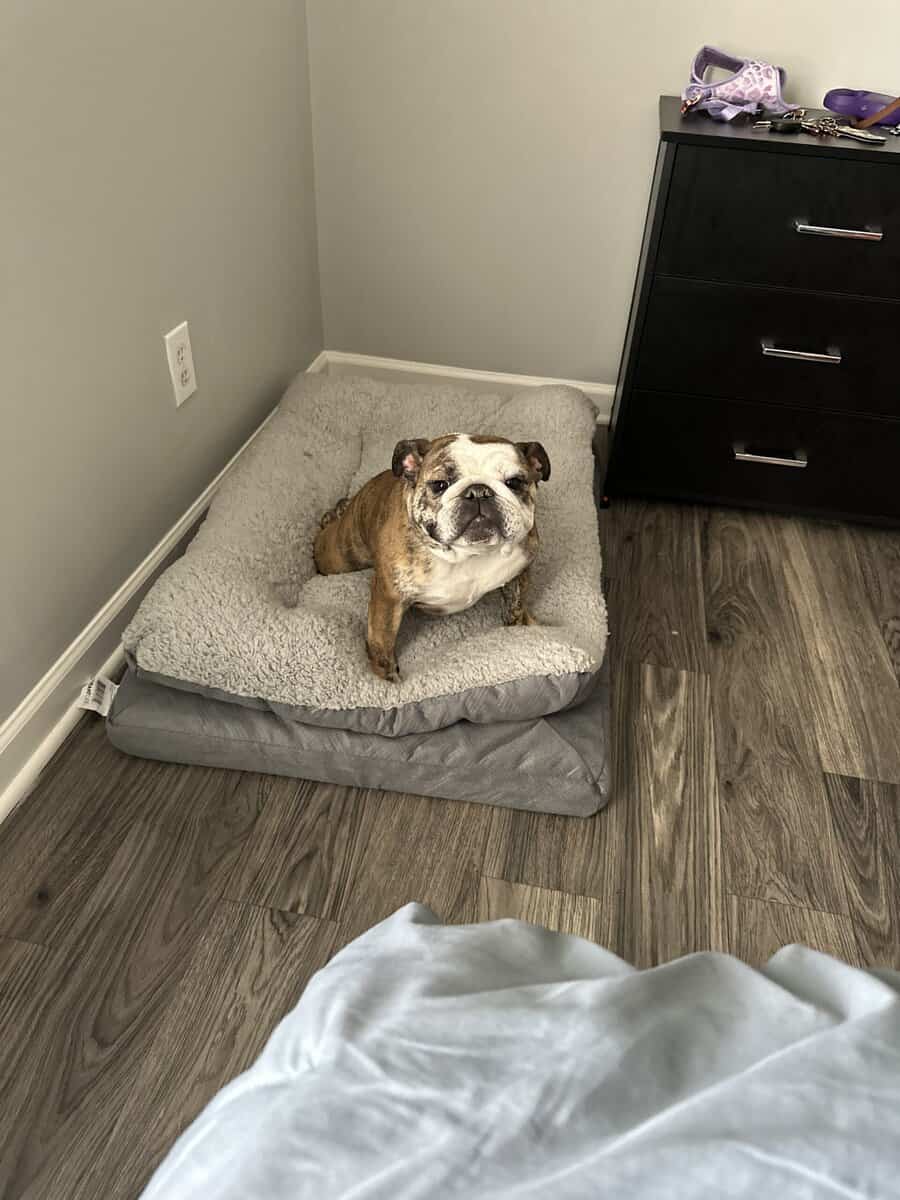Female English bulldog for sale image 2
