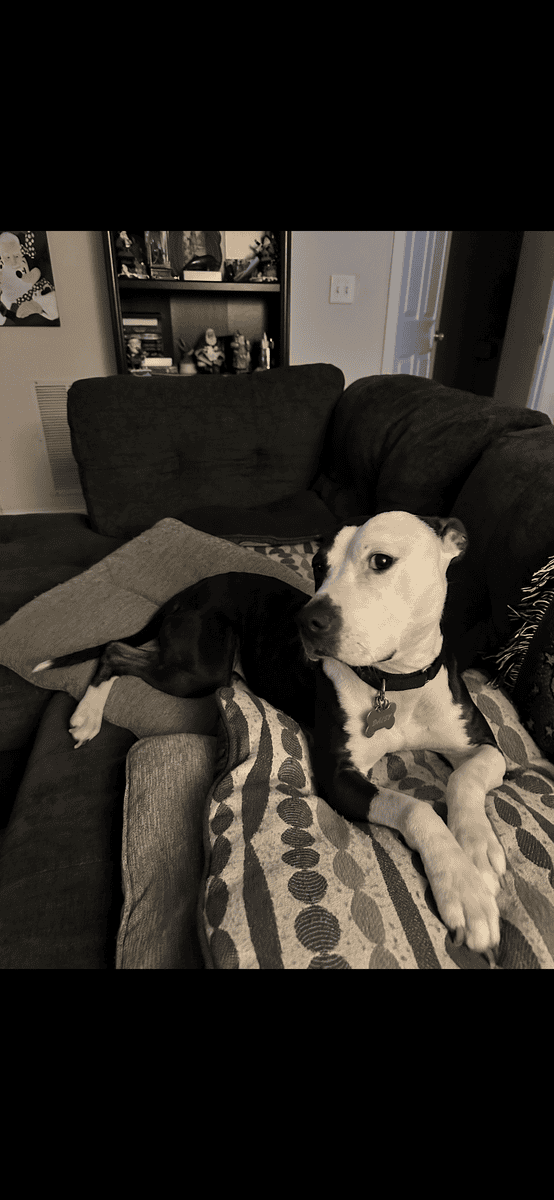 Daisy needs a home! image 5