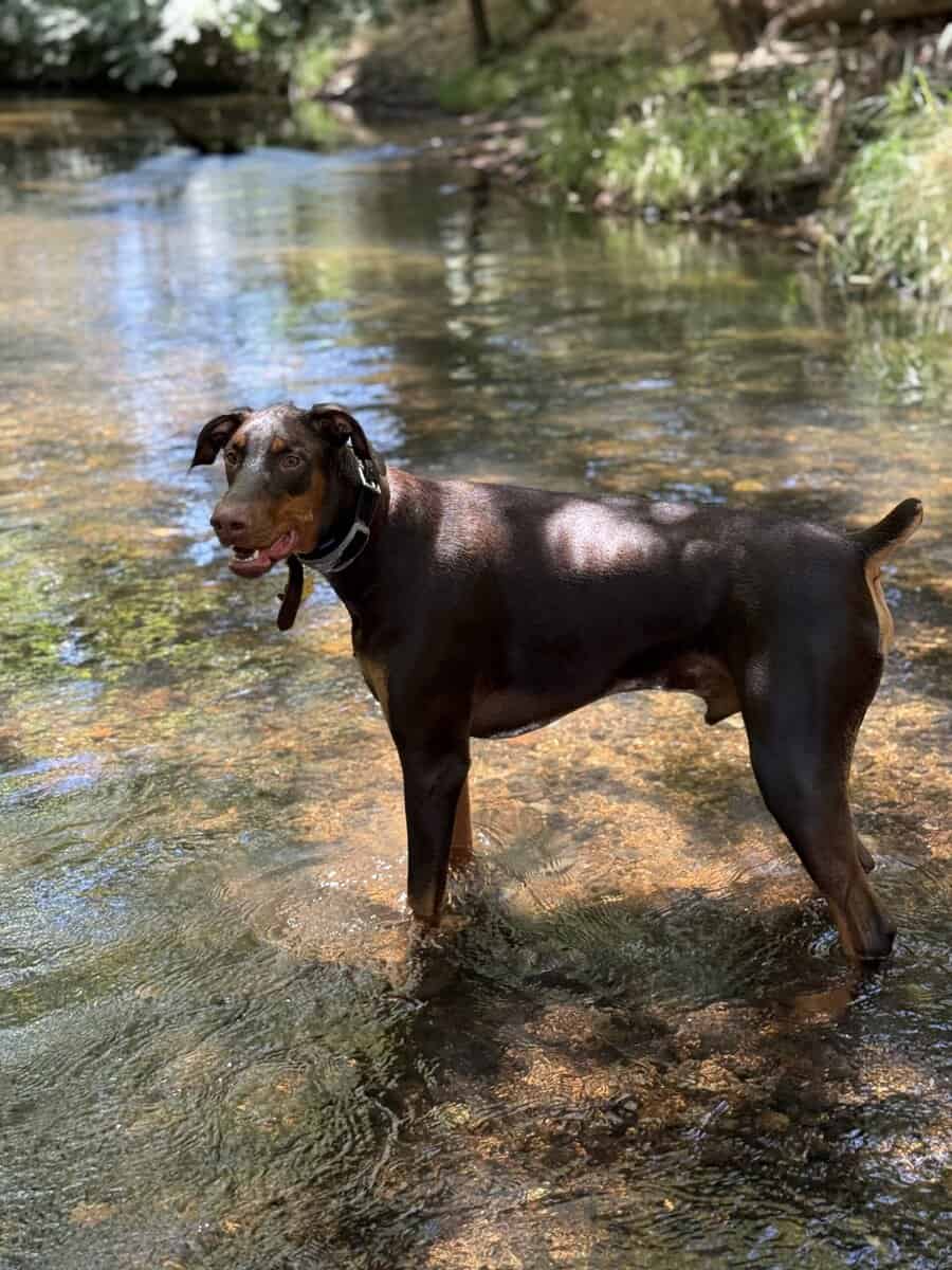 Rehome sweet Doberman image 4
