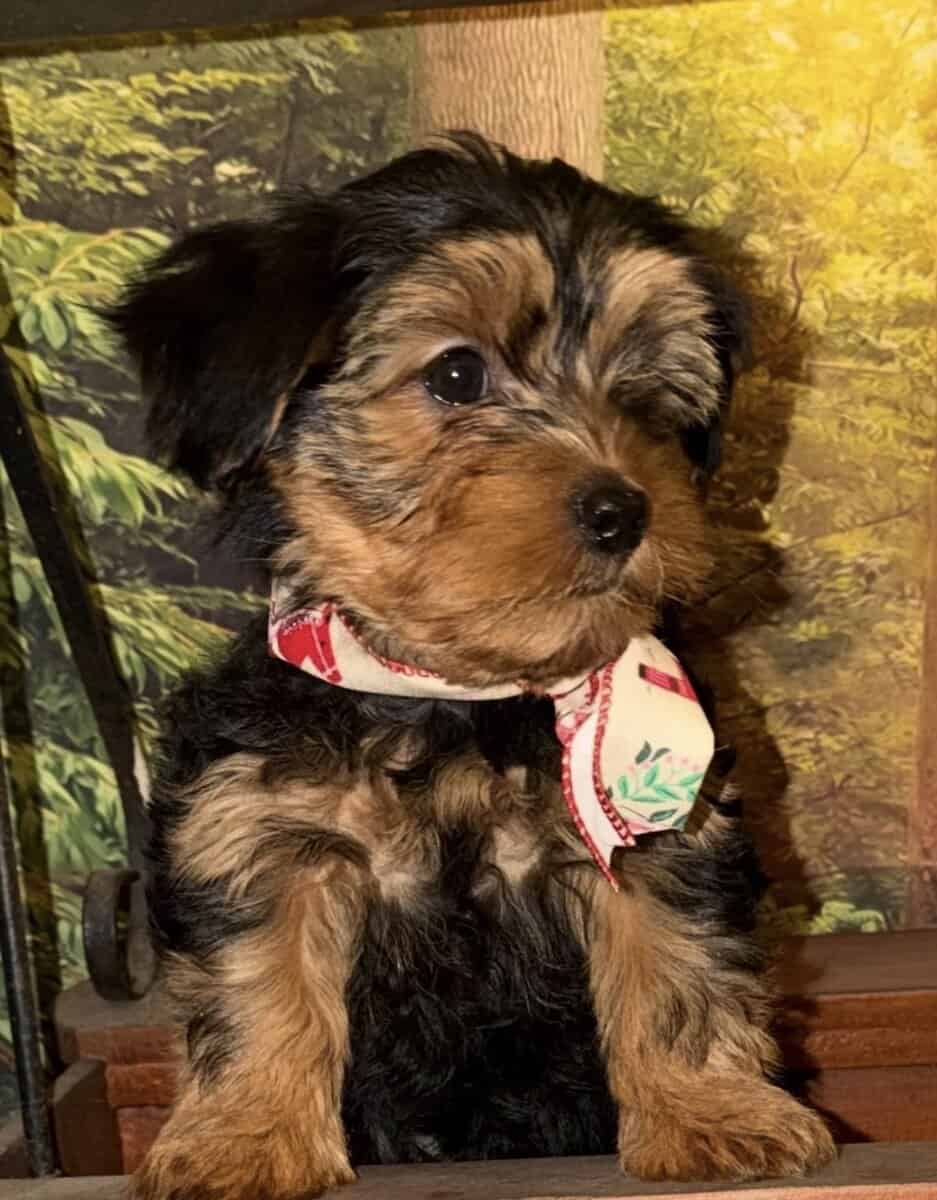 Yorkie rehoming image 1