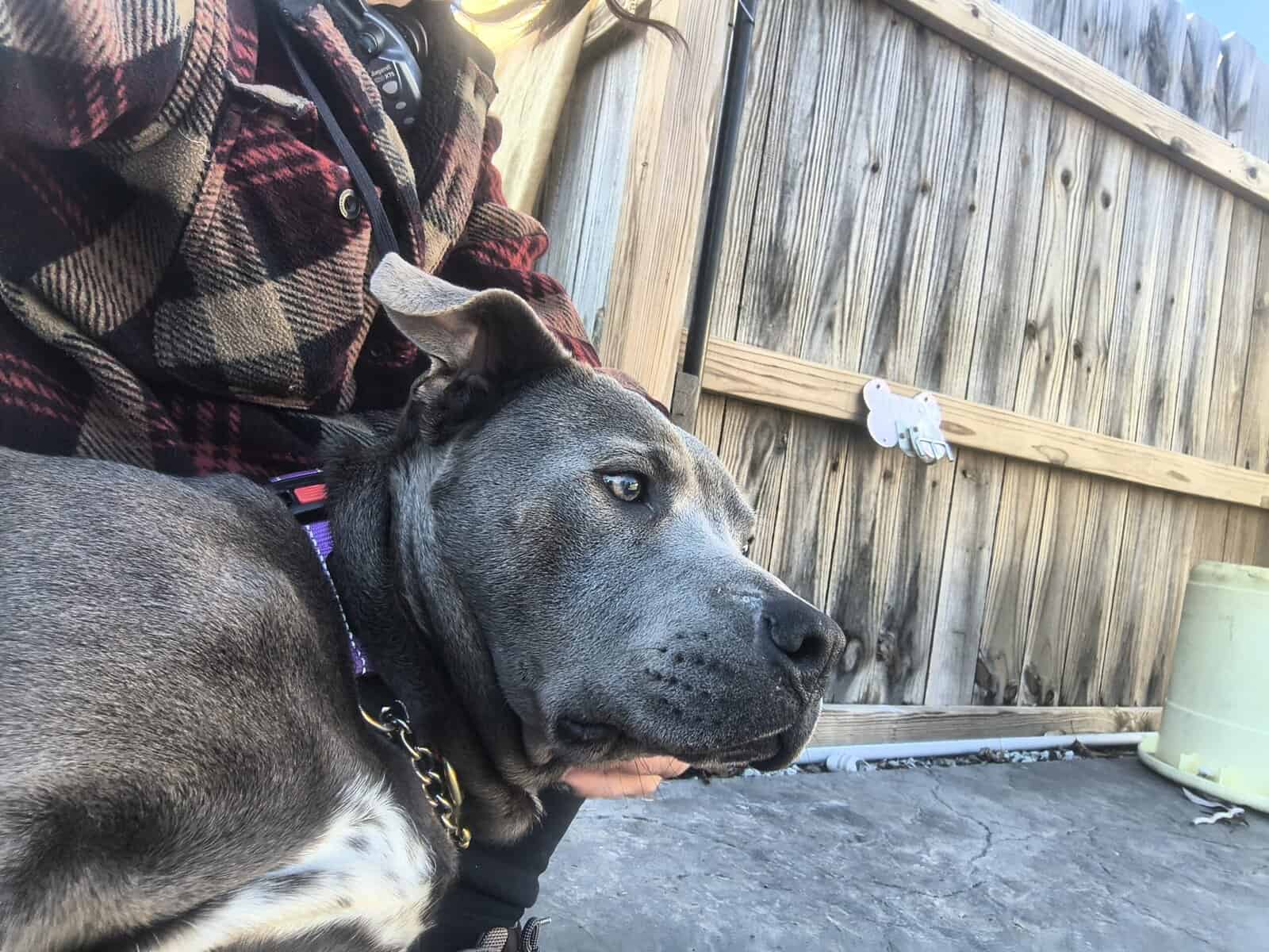 Meet Buddy! He has so many qualities! image 1
