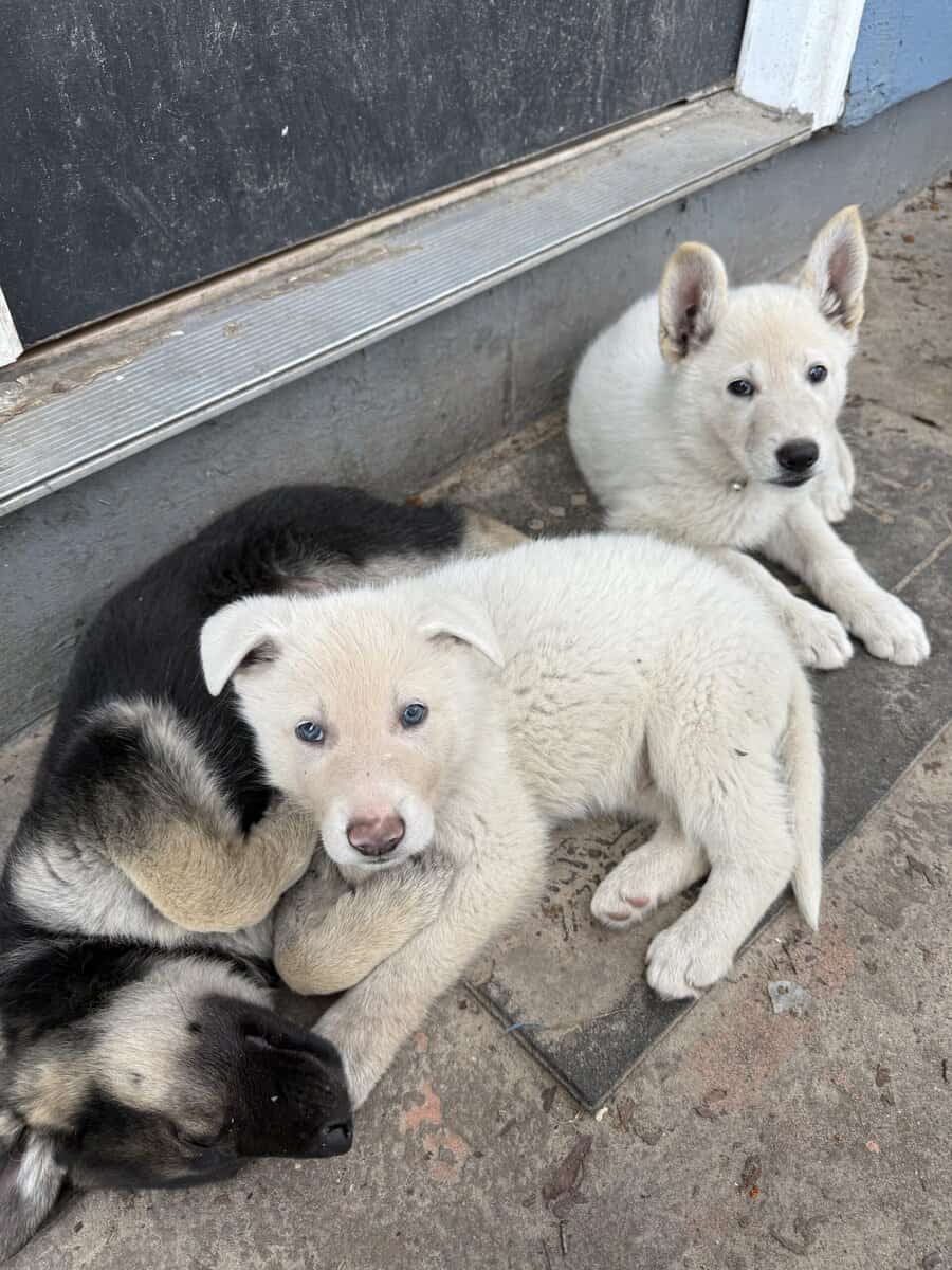 German Shepherd Puppies image 2