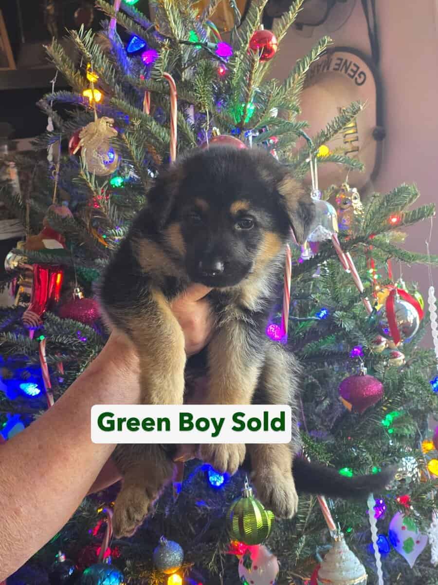 AKC German Shepherd Puppies image 7