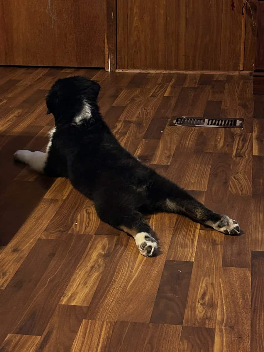 Male Australian Shepherd Puppy image 4