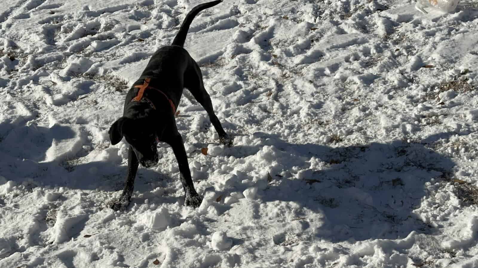 Labrador Retriever 1.5yo Luna for Adoption image 2