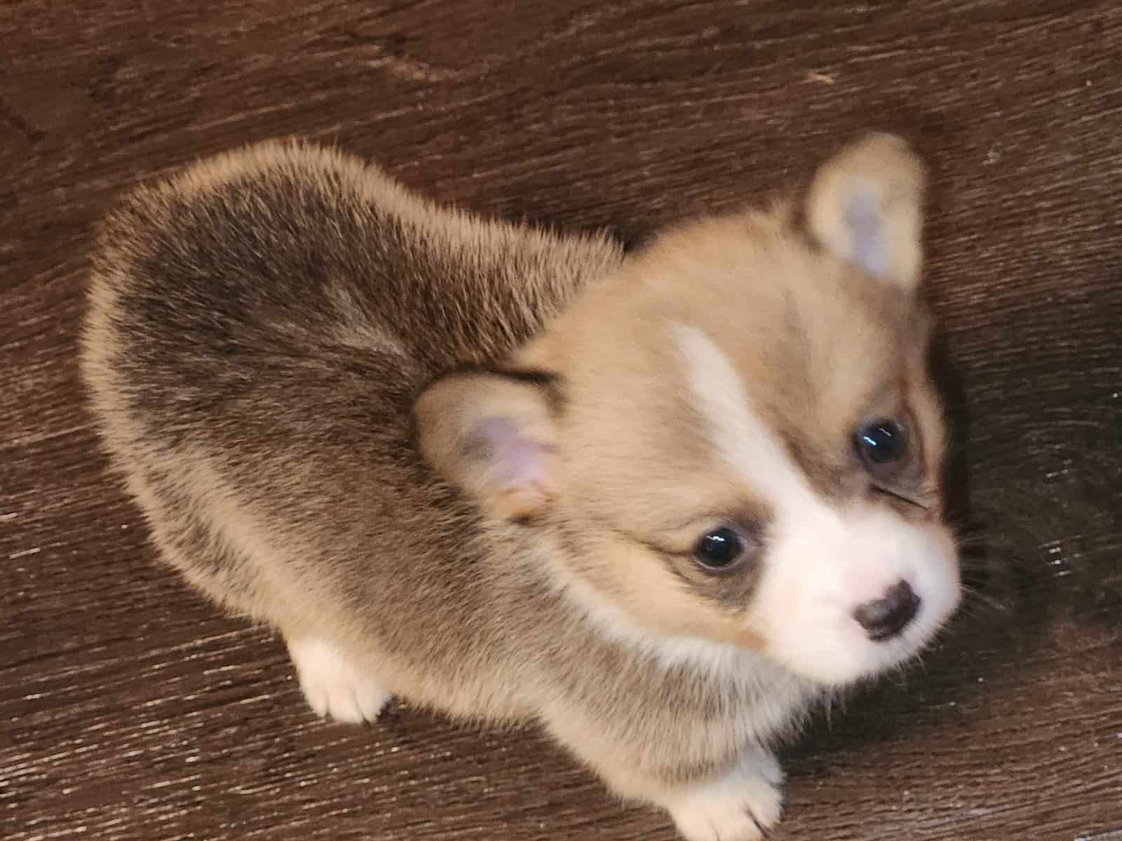 Corgi puppies image 7