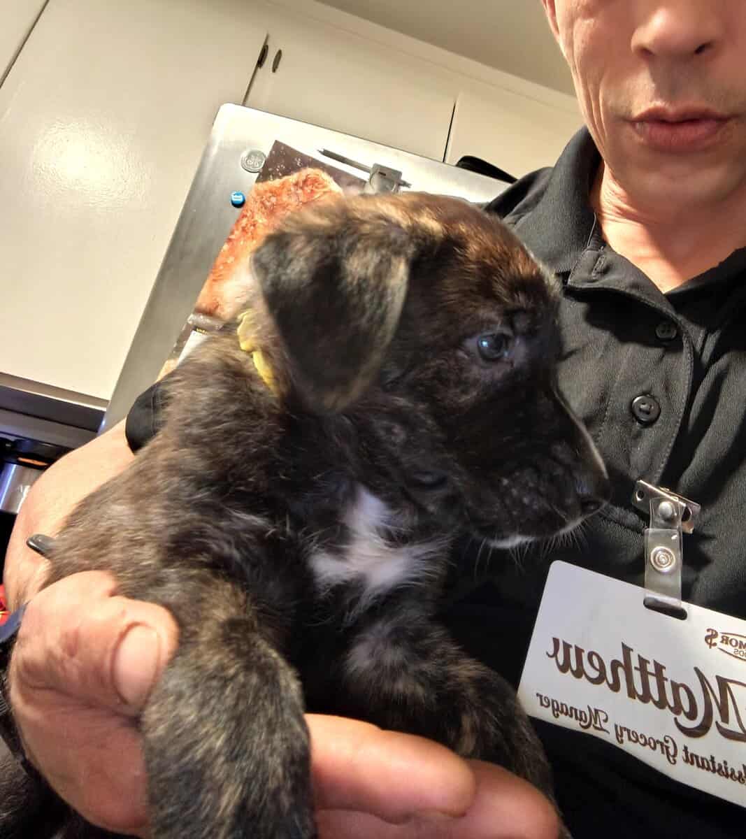 6 puppies image 6
