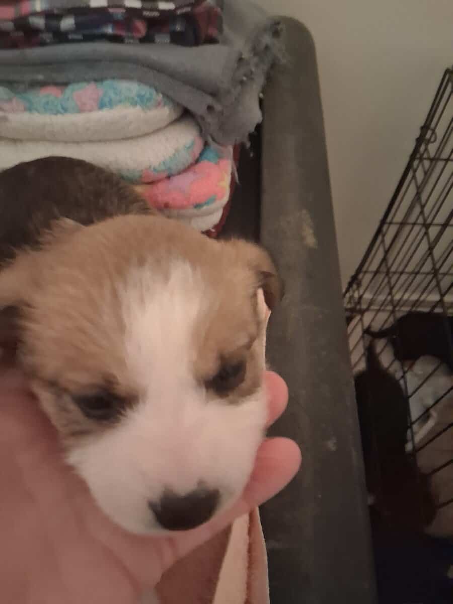 Small breed puppies image 5