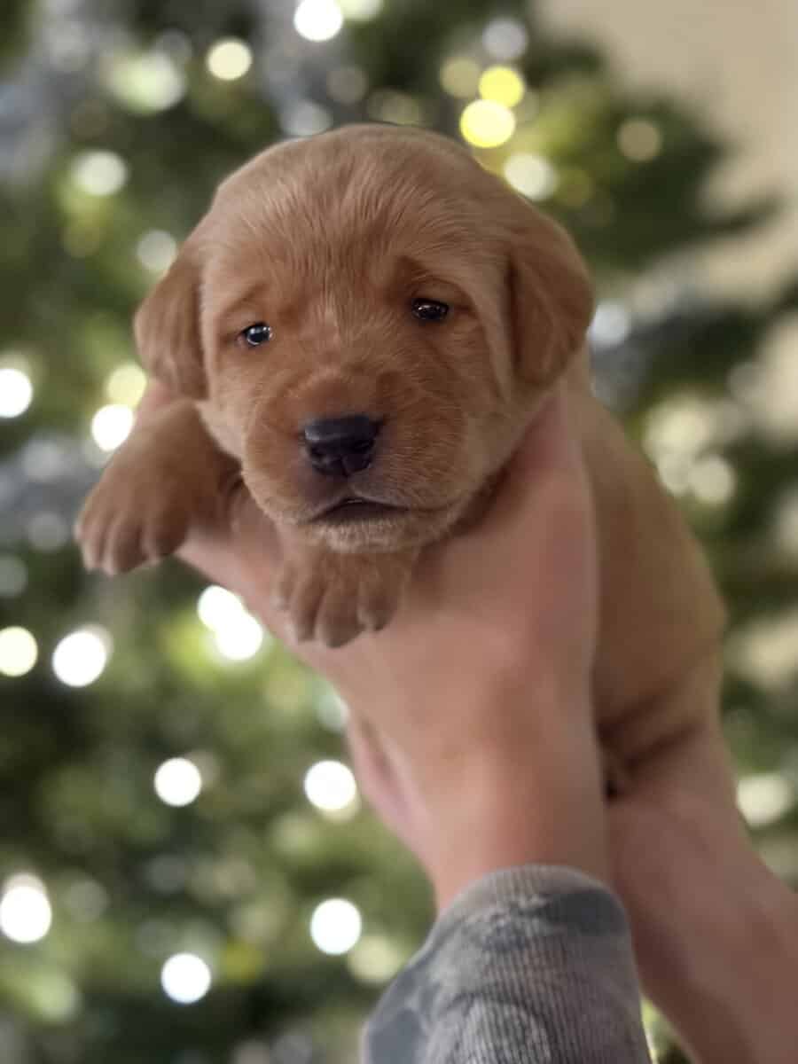 Labrador retrievers image 3