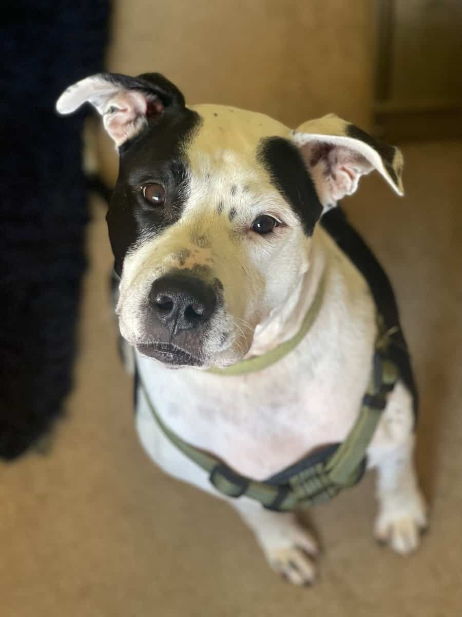 Looking To Rehome My Furry Friend image 1