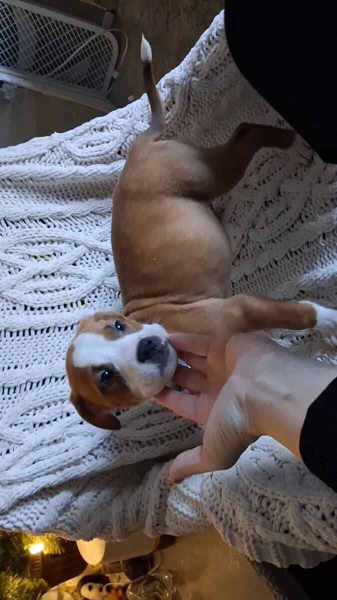 American Pit Bull Terrier Puppies Available image 5