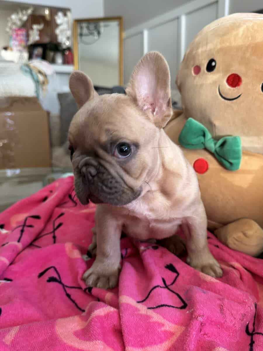 14 week old French Bulldog image 4