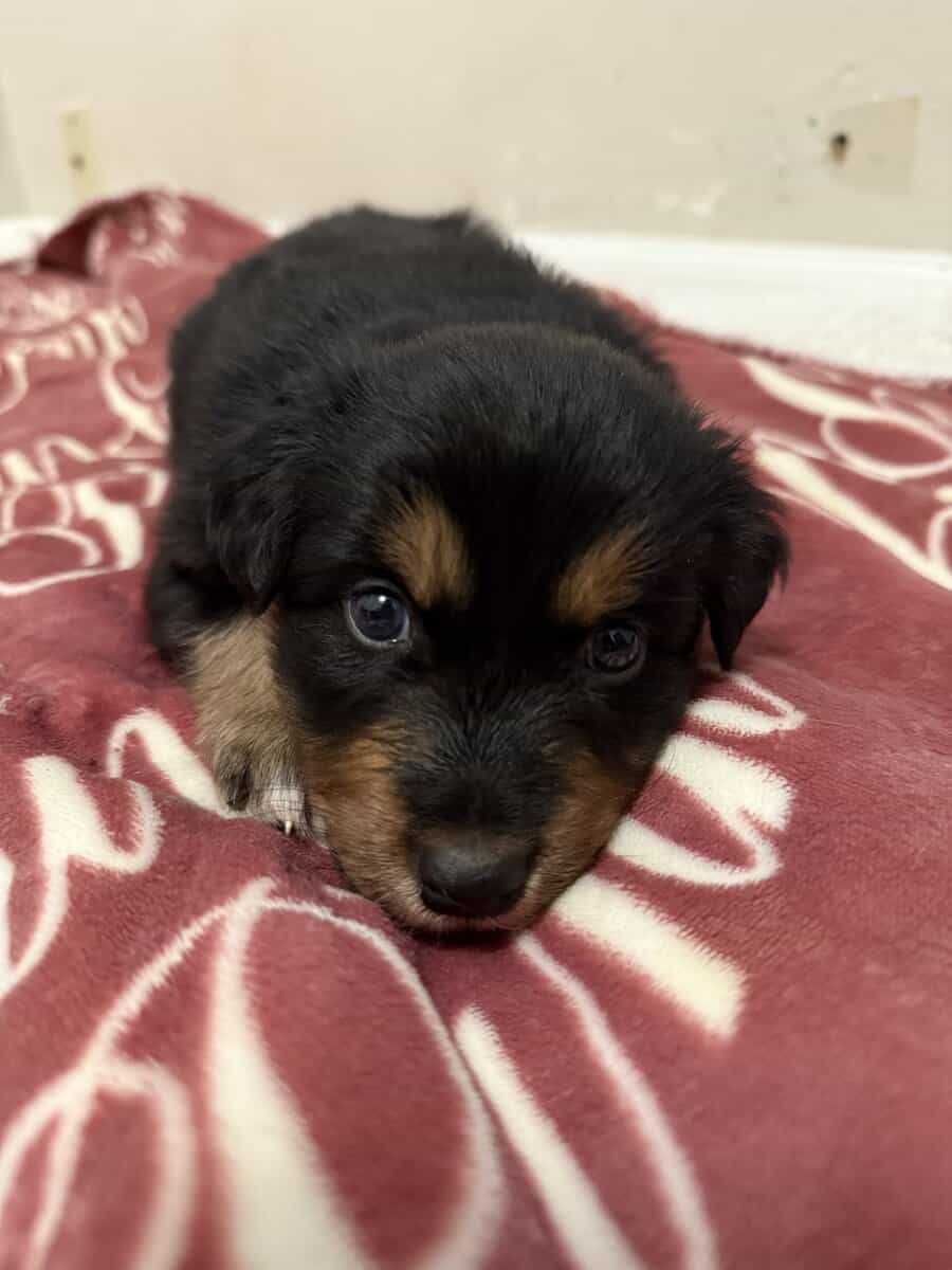 Australian Shepherd Black Tri Female Puppy image 4