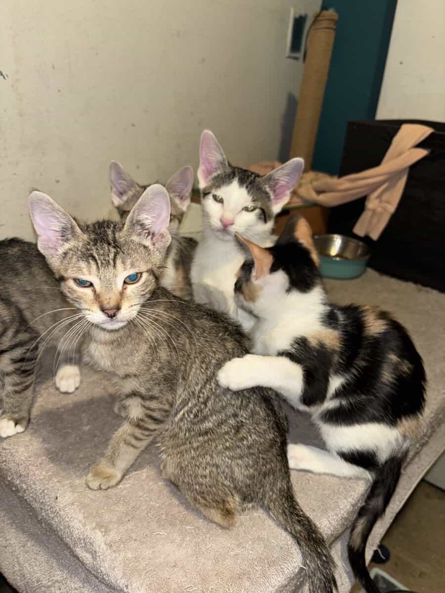 Kittens looking for good safe homes 150$ image 2