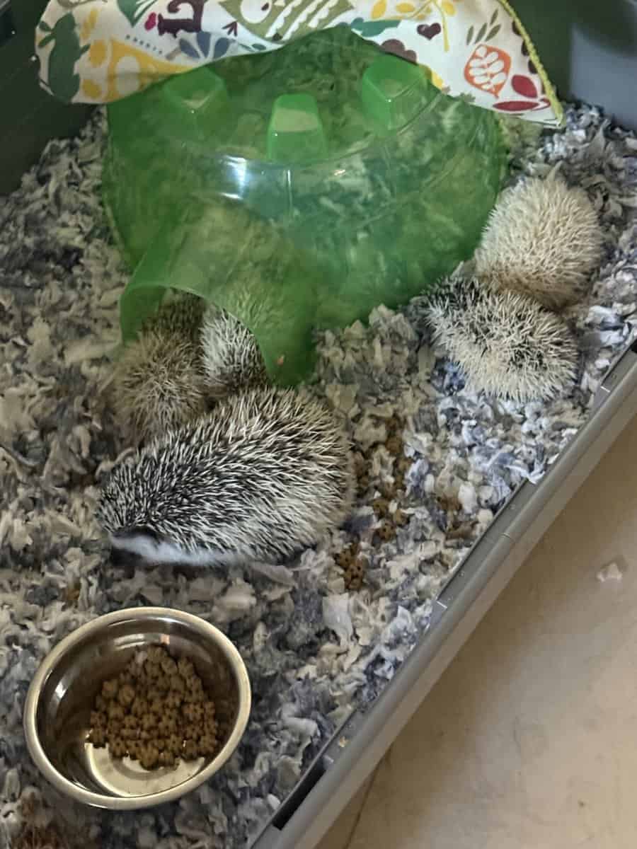 Hedgehog babies 7 weeks image 4