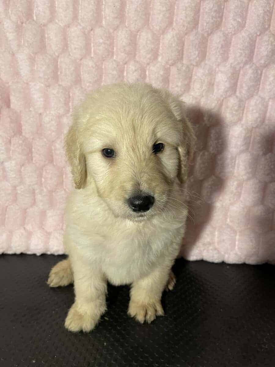 Golden doodle puppies image 7